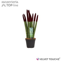 Сансевиерия Бархатное прикосновение ( Sansevieria Velvet Touchz Bordeaux ) W 8,5 см H 30 см