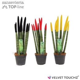 Sansevieria Velvet touchz④ Германия / Бельгия ( Sansevieria Velvet Touchz Duitsland/belgie ) W 8,5 с