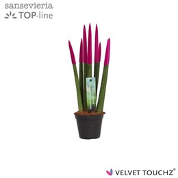 Сансевиерия Бархатное прикосновение ( Sansevieria Velvet Touchz Fuchsia ) W 8,5 см H 30 см