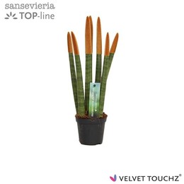 Сансевиерия Бархатное прикосновение ( Sansevieria Velvet Touchz Metallic Copper ) W 8,5 см H 30 см