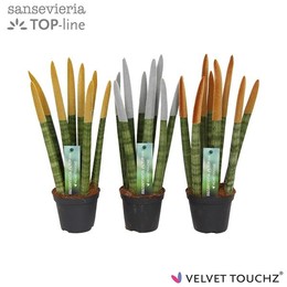 Сансевиерия Бархатное прикосновение ( Sansevieria Velvet Touchz Metallic Mixed ) W 8,5 см H 30 см