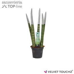 Сансевиерия Бархатное прикосновение ( Sansevieria Velvet Touchz Metallic Silver ) W 8,5 см H 30 см