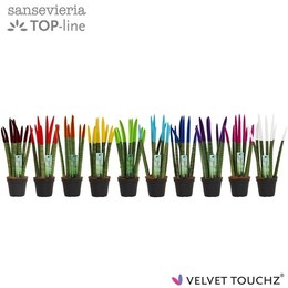 Сансевиерия Бархатное прикосновение ( Sansevieria Velvet Touchz Mixed ) W 8,5 см H 30 см