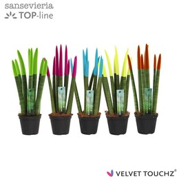 Сансевиерия Бархатное прикосновение ( Sansevieria Velvet Touchz Mixed Ibiza ) W 8,5 см H 30 см