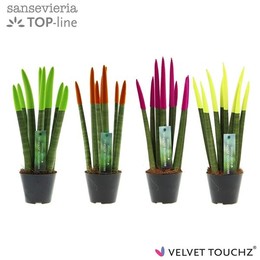 Сансевиерия Бархатное прикосновение ( Sansevieria Velvet Touchz Mixed Neon ) W 8,5 см H 30 см