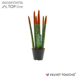 Сансевиерия Бархатное прикосновение ( Sansevieria Velvet Touchz Orange ) W 8,5 см H 30 см