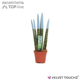 Сансевиерия Бархатное прикосновение ( Sansevieria Velvet Touchz Pastel Blue ) W 8,5 см H 30 см