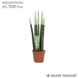 Сансевиерия Бархатное прикосновение ( Sansevieria Velvet Touchz Pastel Green ) W 8,5 см H 30 см