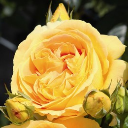 Роза чайно-гибридная Candlelight ( Кэнделайт)