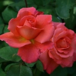 Роза чайно-гибридная Christophe Colomb (Христофор Колумб)