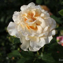 Роза чайно-гибридная Comtesse (Комтэсса)