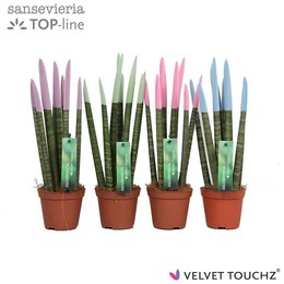 Сансевиерия Бархатное прикосновение ( Sansevieria Velvet Touchz Pastel Mixed ) W 8,5 см H 30 см