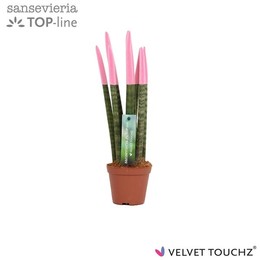 Сансевиерия Бархатное прикосновение ( Sansevieria Velvet Touchz Pastel Pink ) W 8,5 см H 30 см