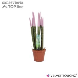 Сансевиерия Бархатное прикосновение ( Sansevieria Velvet Touchz Pastel Purple ) W 8,5 см H 30 см