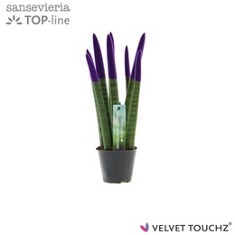 Сансевиерия Бархатное прикосновение ( Sansevieria Velvet Touchz Purple ) W 8,5 см H 30 см