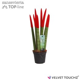 Сансевиерия Бархатное прикосновение ( Sansevieria Velvet Touchz Red ) W 8,5 см H 30 см