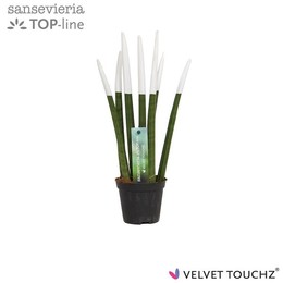 Сансевиерия Бархатное прикосновение ( Sansevieria Velvet Touchz White ) W 8,5 см H 30 см