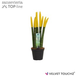 Сансевиерия Бархатное прикосновение ( Sansevieria Velvet Touchz Yellow ) W 8,5 см H 30 см