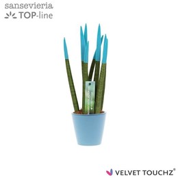 Сансевиерия Velvet Touchz Aqua в керамике R'dam ( Sansevieria Velvet Touchz Aqua In ceramics R'dam )