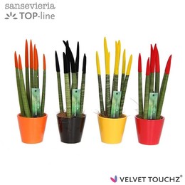 Сансевиерия Бархатное прикосновение.... осень, смешанная с керамикой ( Sansevieria Velvet Touchz Aut