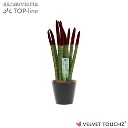 Сансевиерия Бархатное прикосновение ( Sansevieria Velvet Touchz Bordeaux In ceramics R' ) W 8,5 см H