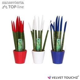 Сансевиерия Бархатное прикосновение ( Sansevieria Velvet Touchz Frankrijk/nederland In ) W 8,5 см H