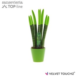 d Sansevieria Velvet Touchz ( Sansevieria Velvet Touchz Green In ceramics R'dam ) W 8,5 см H 35 см