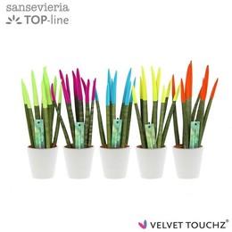 Сансевиерия Бархатное прикосновениеz Ибица в керамике R'dam ( Sansevieria Velvet Touchz Ibiza In cer