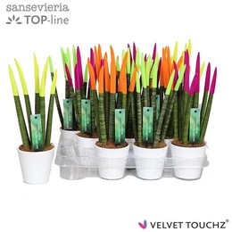 Сансевиерия Бархатное прикосновение ( Sansevieria Velvet Touchz Neon Mixed In ceramics R' ) W 8,5 см