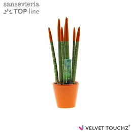 Сансевиерия Бархатное прикосновение ( Sansevieria Velvet Touchz Orange In ceramics R'da ) W 8,5 см H