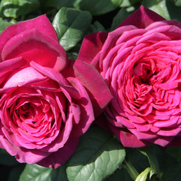 Роза чайно-гибридная Johann Wolfgang von Goethe (Иоганн Вольфганг фон Гете)