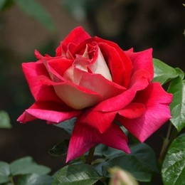 Роза чайно-гибридная Kronenburg (Кроненбург)