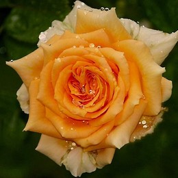 Роза чайно-гибридная Lion / Cappuccino (Лион / Капучино)