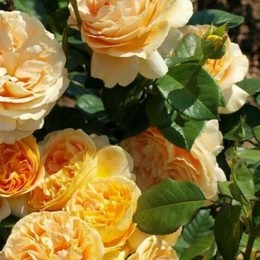 Роза чайно-гибридная Lumen (Люмен)