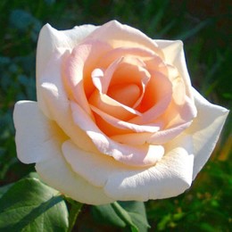 Роза чайно-гибридная Osiana (Осиана)