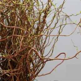 Salix Curly Willow (Саликс Керли Виллоу) В100