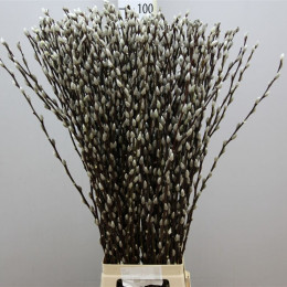 Salix Pussy Willow (Саликс Пусси Виллоу) В100