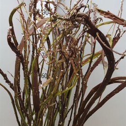 Salix Bandwilg (Саликс Бондвилг) В90
