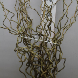 Salix Corylus (Саликс Корулус) В180