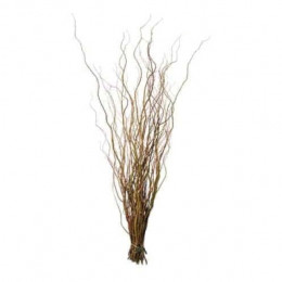 Salix Curly Willow (Саликс Керли Виллоу) В180