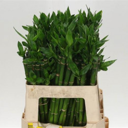 Dracaena Lucky Bamboo (Драцена Лаки Бамбу) В80