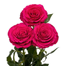 Rosa Gr Hotspot ( Хот спот ) В60 Rosa Prima