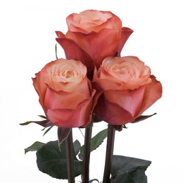Rosa Gr Kahala ( Кахала ) В60 Rosa Prima