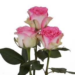 Rosa Gr Malibu ( Малибу ) В60 Rosa Prima