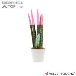 Сансевиерия Бархатное Прикосновение.... Пастельно-розовый в керамике ( Sansevieria Velvet Touchz Pas