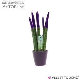 Сансевиерия Бархатное прикосновениеz Фиолетовый в керамике R'dam ( Sansevieria Velvet Touchz Purple