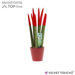Сансевиерия Бархатное прикосновение ( Sansevieria Velvet Touchz Red In ceramics R'dam ) W 8,5 см H 3