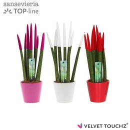 Sansevieria Velvet Touchz ④ женщины, смешанные в керамике R ( Sansevieria Velvet Touchz Women Mixed