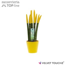 Sansevieria Velvet Touchz ( Sansevieria Velvet Touchz Yellow In ceramics R'dam ) W 8,5 см H 35 см