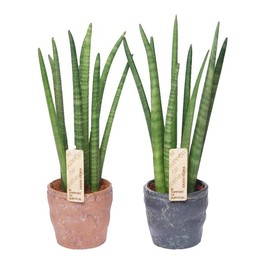 Сансевиерия Цилиндрическая "спагетти" в керамике Dur ( Sansevieria Cylindrica 'spaghetti' In ceramic